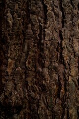 bark of a tree background texture