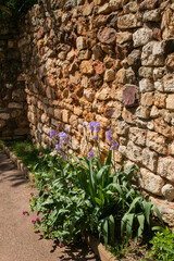 Europe Iris Cobblestone Wall
