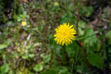 黄色いタンポポの上に伸びる姿