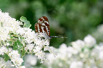 白い花の横から蝶を見る