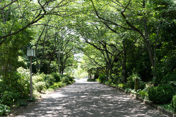 晴れた木漏れ日さす公園の道