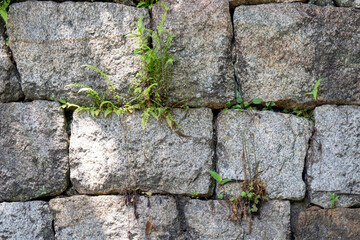 古びた石垣の間の草