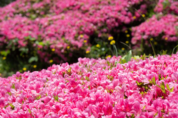 まんべんなく咲くツツジの様子