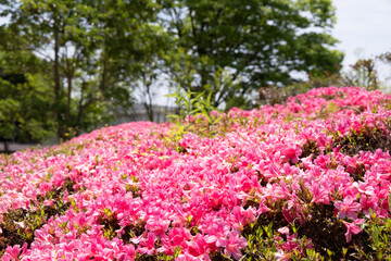 ツツジの咲あふれた様子