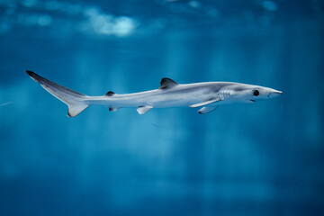 Fototapeta premium ヨシキリザメ