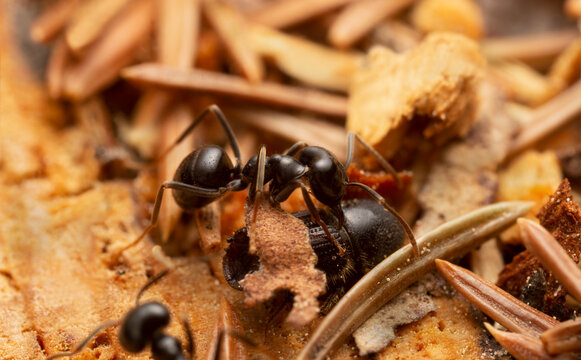 Jet black ant, Lasius fuliginosus attacking european spruce bark beetle, Ips typographus
