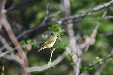 Tennessee Warbler perched on a branch