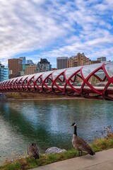 Fototapeta premium Geese By The Peace Bridge And River