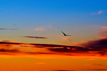 Fototapeta na wymiar bird silhouette in the sky