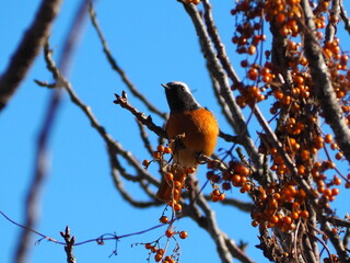 robin on a branch