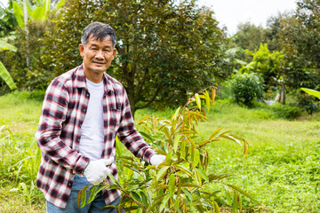 Durian gardeners with growing durian trees