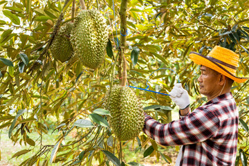durians on the durian tree in durian orchard, durian farmer