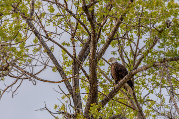 Side profile of a bald eagle in a tree on the prairies in Saskatchewan, Canada
