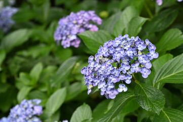Obraz premium 日本の東京都王子の飛鳥山で咲く ウズアジサイの紫色の花