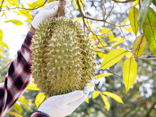 durians on the durian tree in durian orchard, durian farmer