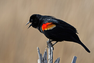 A Red-winged Blackbird Standing on a Dead Trre