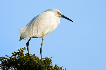 Snowy Egret Standing in a Tree Top