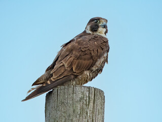 A Juvenile Peregrine Falcon Sitting on a Wood Piling
