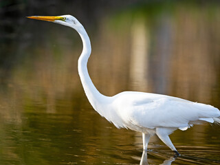 Great Egret Hunting in the Marsh