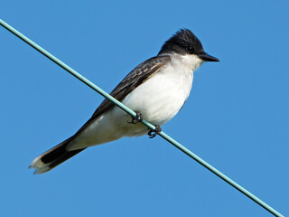 Eastern Kingbird Sitting on a Wire