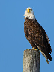 A Bald Eagle Standing on a Wood Piling