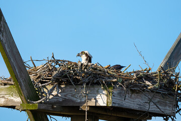 Female Osprey in Nest On Top of Eggs