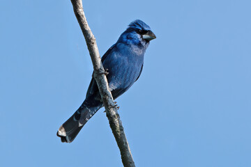 A Male Blue Grosbeak Clinging to a Tree Branch