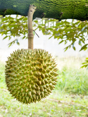 Close-up, durians on the durian tree in durian orchard, king of tropical fruit.
