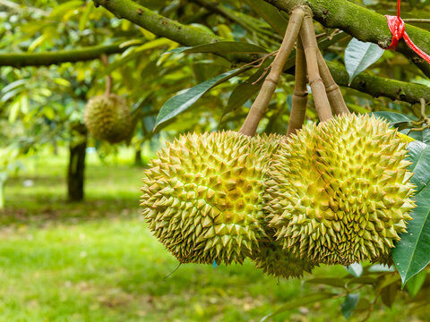 Close-up, durians on the durian tree in durian orchard, king of tropical fruit.