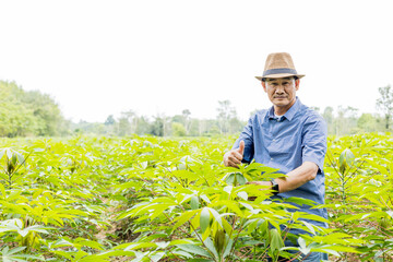 Asian men admire cassava plantations, cassava cultivation in Thailand