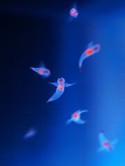 世界自然遺産知床のクリオネ © kat334