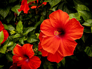 red hibiscus flowers on a green background in tropical garden