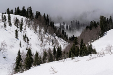 View of the snow-covered foothills of the Caucasus Mountains with fir trees on a sunny winter day with fog, Krasnaya Polyana resort, Sochi, Krasnodar Territory, Russia