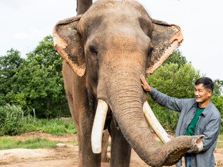 The elephants in the forest and mahout with elephant lifestyle of a mahout in Chang Village, Surin province, Thailand.