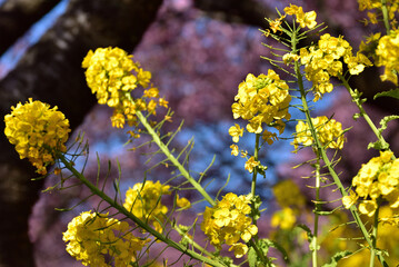 満開の河津桜と菜の花の競演（松田さくら祭り）
