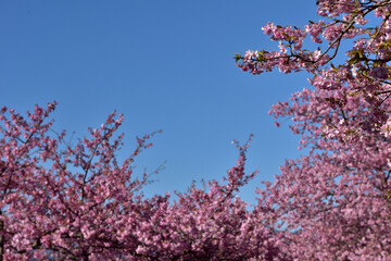 満開の河津桜（松田さくら祭り）