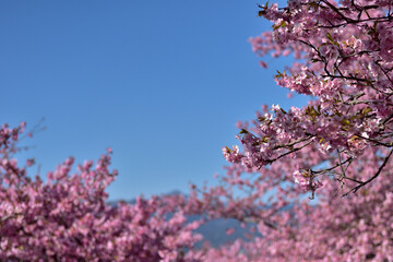 満開の河津桜（松田さくら祭り）
