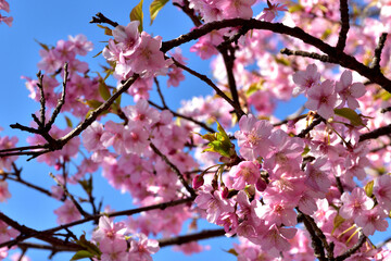 満開の河津桜（松田さくら祭り）