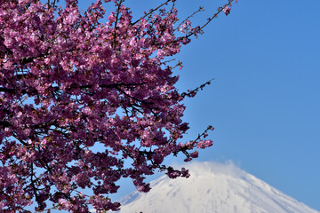 満開の河津桜と富士山の競演（松田さくら祭り）