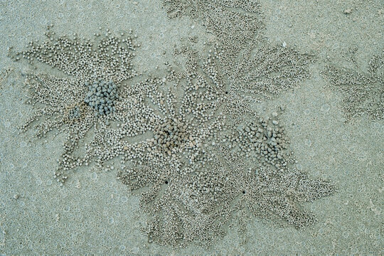 Sand Crab bubblers at the Daintree, Queensland, Australia. Balls of sand made from crabs making a pattern on the beach.