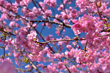満開の河津桜（松田さくら祭り）