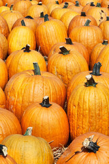 Pumpkins for sale at a local farmers market