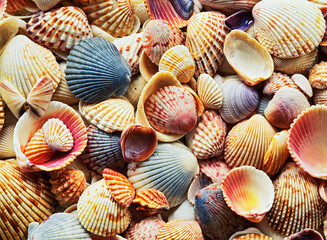 A close-up of Sea shells laying on beach