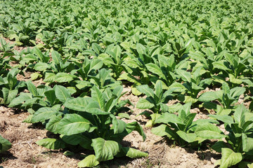 tobacco leaves, tobacco farm, tobacco plant