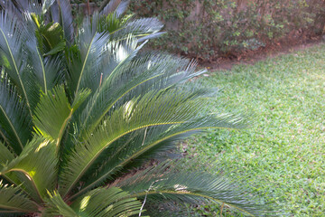 plant tree in backyard. Palm tree in the garden. Home landscape decoration.