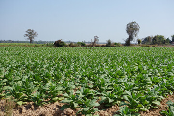 tobacco leaves, tobacco farm, tobacco plant