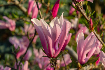 Fototapeta premium pink magnolia flowers