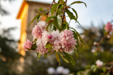 laurel in spring