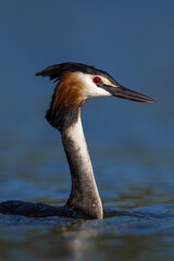 Great crested grebe close up Podiceps cristatus