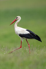 White stork ciconia walking on grass